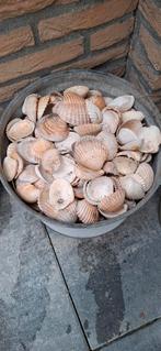 Decoratieve Schelpen (zonder emmer), Ophalen of Verzenden, Gebruikt, Overige materialen, Overige typen