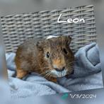 Mooi beertje - Leon - adoptie, Dieren en Toebehoren, Mannelijk, Cavia, Voor 1 juli 2024, Tam