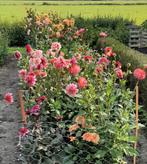 Dahlia knollen -17 stuks, Tuin en Terras, Ophalen, Overige soorten, Volle zon