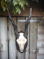 Eland antilope Gewei taxidermie 106 cm groot !, Verzamelen, Ophalen, Beeldje of Figuurtje