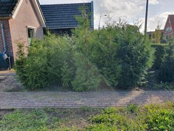 60 Coniferen, 1.50m hoog - Direct uit de tuin! beschikbaar voor biedingen
