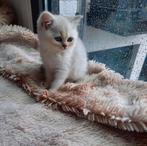 Britse Korthaar Kittens | Black Silver Shaded | Chinchilla, Dieren en Toebehoren, Meerdere dieren, Ontwormd, 0 tot 2 jaar