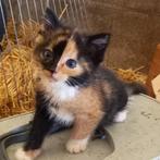 Kittens, Dieren en Toebehoren, Meerdere dieren, Kortharig, 0 tot 2 jaar