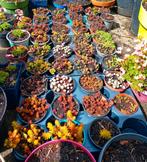 Sedum planten te koop, Tuin en Terras, Planten | Tuinplanten, Zomer, Bodembedekkers, Ophalen, Volle zon