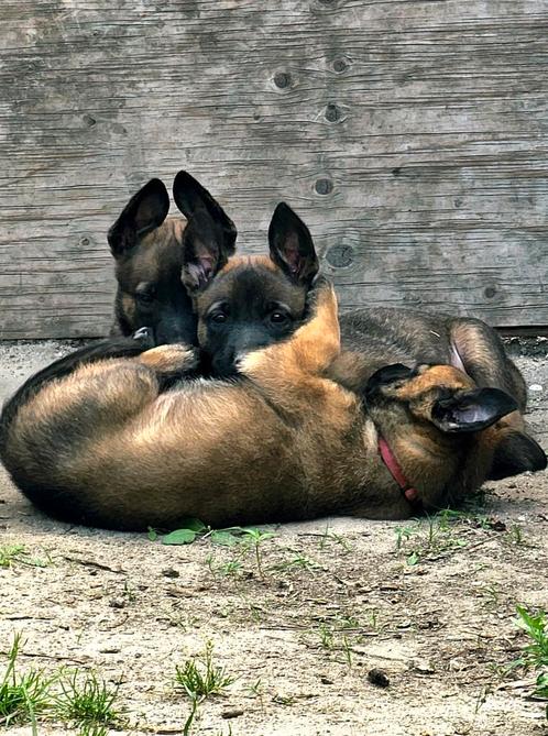 Mechelse herder TEEFJES, Dieren en Toebehoren, Honden | Herdershonden en Veedrijvers, Teef, Herder, Particulier, Meerdere, Nederland