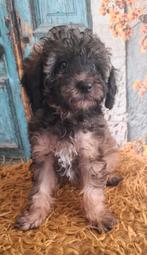 Super leuke, goed gezonde Toy/dwergpoedel reu, pup, Dieren en Toebehoren, Poedel, Reu, CDV (hondenziekte), 8 tot 15 weken