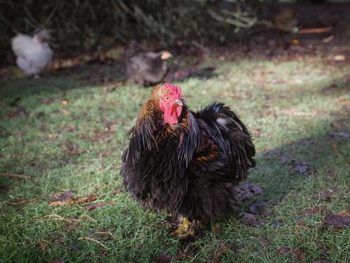 Cochin krulveer haantje, Dieren en Toebehoren, Pluimvee, Kip, Mannelijk