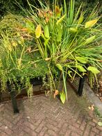 Plantenfilter / vijverplanten / vijver / vijverfilter, Ophalen, Gebruikt
