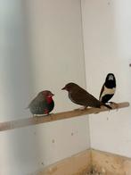 Emblema picta koppel, Dieren en Toebehoren, Vogels | Overige Vogels, Meerdere dieren, Geringd