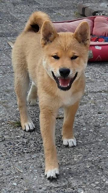 Shiba reu met stamboom  beschikbaar voor biedingen