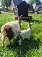 Landgeit moeder (stamboek) met geitje, Dieren en Toebehoren, Schapen, Geiten en Varkens, Meerdere dieren, Geit, 6 jaar of ouder