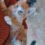 Te koop nog 1 rood katertje!, Dieren en Toebehoren, Katten en Kittens | Overige Katten, Meerdere dieren