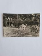 Wanroy - Wanroij -13, Ophalen of Verzenden, 1960 tot 1980, Gelopen, Noord-Brabant