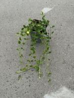 Bodembedekkers Pachysandra Vinca Waldsteinia, Ophalen, Vaste plant, Bodembedekkers