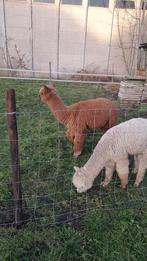 Gezocht alpaca hengstje van ongeveer tussen de 7 en 9 maande, Meerdere dieren