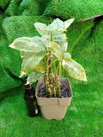 Dieffenbachia met nieuwe bladeren, Ophalen, Overige soorten, Minder dan 100 cm