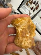 Krokodillen wervel kemkem, Ophalen of Verzenden