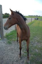 Goed bewegend aansprekend merrieveulen springgefokt, Dieren en Toebehoren, Paarden, Merrie, Met stamboom, Springpaard, 0 tot 2 jaar