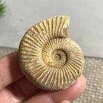 Zeldzame natuurlijk ruw gepolijste witte Ammoniet (N2)., Verzenden, Fossiel