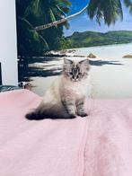Perzisch/ ragdoll poes 1 jaar, Dieren en Toebehoren, Katten en Kittens | Raskatten | Langhaar, Poes, Ingeënt, 0 tot 2 jaar