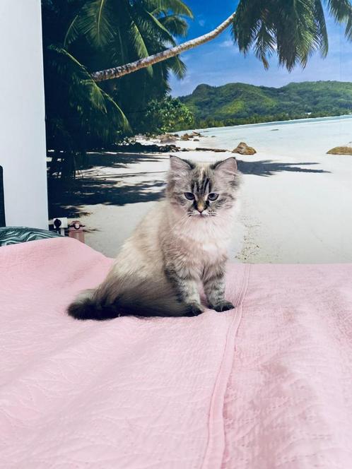 Perzisch/ ragdoll poes 1 jaar, Dieren en Toebehoren, Katten en Kittens | Raskatten | Langhaar, Poes, 0 tot 2 jaar, Ingeënt