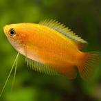 Trichogaster Chuna Mary Gold - Honinggoerami Goud, Vis, Zoetwatervis