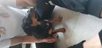Lieve jack russel black en tan, Dieren en Toebehoren, Jack Russell Terriër, Reu, 8 tot 15 weken, Eén hond