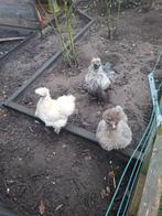 Te koop zijdehoenders, Meerdere dieren, Kip