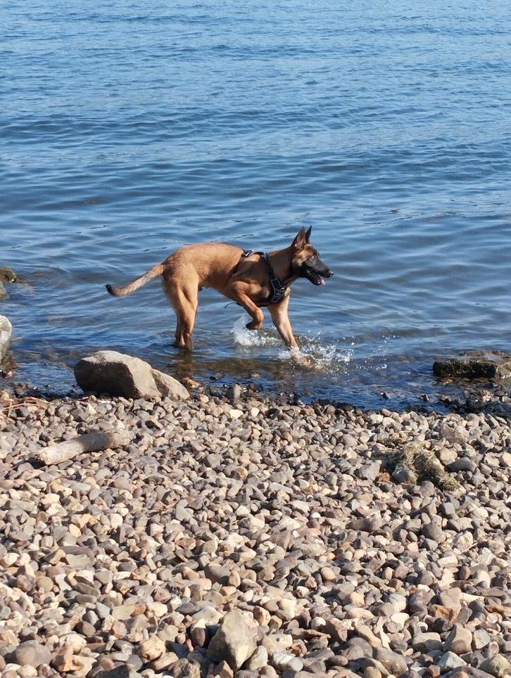 Mechelse herder, Dieren en Toebehoren, Honden | Herdershonden en Veedrijvers, Reu, Herder, Particulier, Eén hond, Buitenland, 15 weken tot 1 jaar