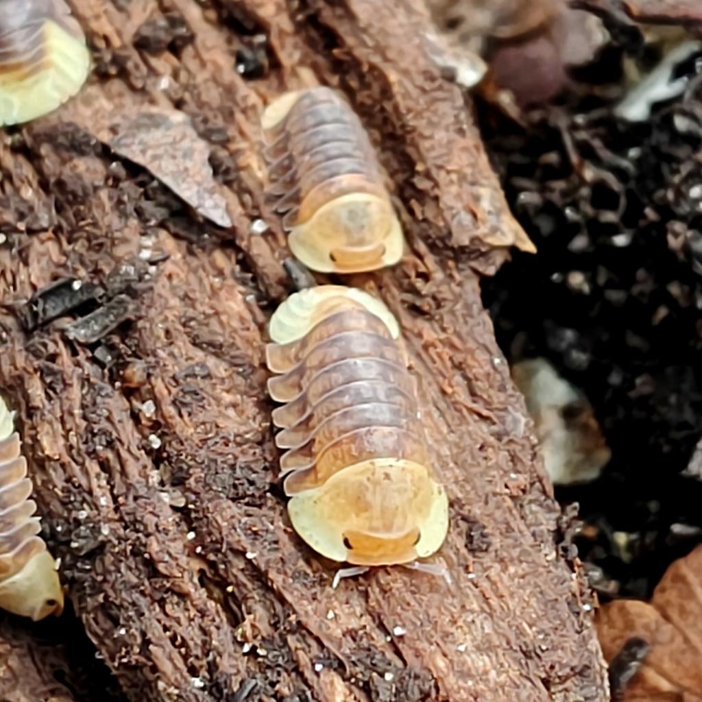 Cubaris rubber ducky, Dieren en Toebehoren, Insecten en Spinnen, Overige soorten