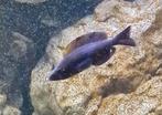 Cyprichromis microlepidotus "black kiriza " tanganyika, Dieren en Toebehoren, Vissen | Aquariumvissen, Vis