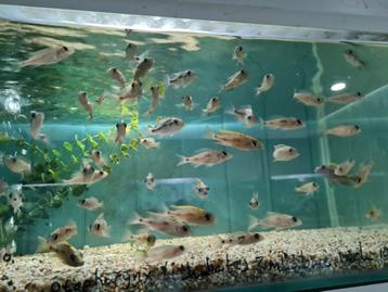 Otopharynx Lithobates Zimbabwe Rock Malawi Cichliden beschikbaar voor biedingen