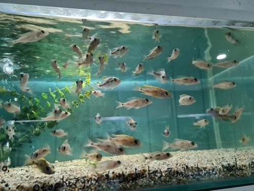 Otopharynx Lithobates Zimbabwe Rock Malawi Cichliden, Dieren en Toebehoren, Vissen | Aquariumvissen, Zoetwatervis, Vis