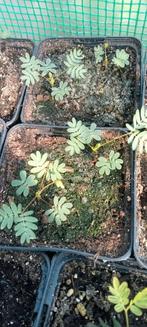 Mimosa pudica - Kruidje-roer-mij-niet planten, Volle zon, Minder dan 100 cm, Zomer, Overige soorten