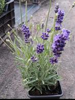 Mooie volle lavendel planten te koop, Ophalen of Verzenden, Zomer, Overige soorten, Volle zon