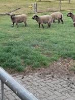 Hampshire down ooilam, Dieren en Toebehoren, Schapen, Geiten en Varkens, Mannelijk, Geit
