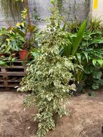Ficus Benjamina Variegata - 1,5m, Huis en Inrichting, Ophalen