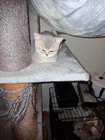 Prachtige bleu golden shaded brits korthaar katertje, Dieren en Toebehoren, Katten en Kittens | Raskatten | Korthaar, Kater, Ontwormd
