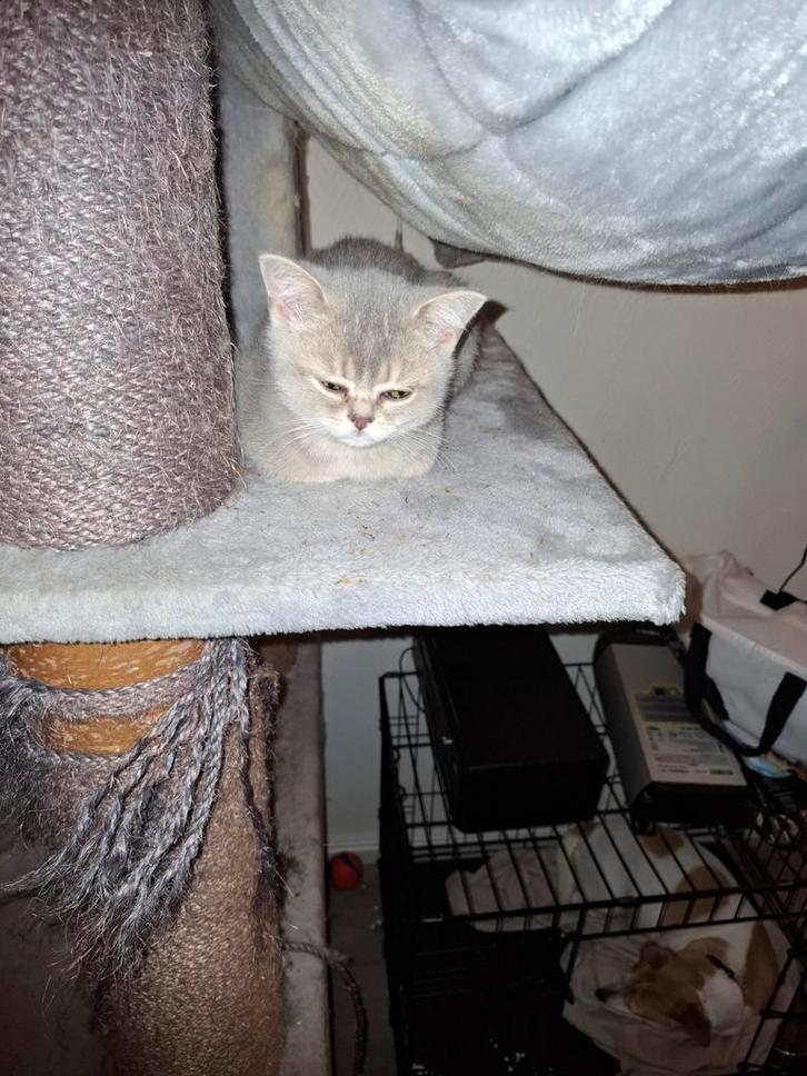 Prachtige bleu golden shaded brits korthaar katertje, Dieren en Toebehoren, Katten en Kittens | Raskatten | Korthaar, Kater, Ontwormd