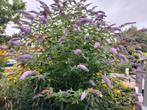 Vlinderstruik tien stekken, Tuin en Terras, Planten | Tuinplanten, Ophalen of Verzenden