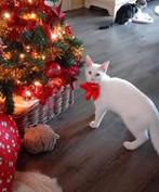 Mix maine coon  kittens  3 katertjes  /  mannetjes, Meerdere dieren, Ontwormd, 0 tot 2 jaar