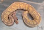 Python regius blackhead banana mojave trick dame, Dieren en Toebehoren, Reptielen en Amfibieën, Slang