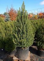 Picea glauca conica, Ophalen of Verzenden, Overige soorten, Minder dan 100 cm