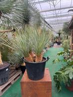 Yucca rostrata met 4 stammen, unieke plant. Ruim assortiment, Tuin en Terras, Vaste plant, Ophalen of Verzenden