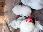 Broedeieren parelgrijze Cochin krielen., Dieren en Toebehoren, Pluimvee, Geslacht onbekend, Kip