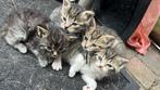 Baby kittens te koop, Dieren en Toebehoren, Katten en Kittens | Raskatten | Korthaar, Geslacht onbekend, 0 tot 2 jaar