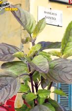 Rode Tulsi Plantjes (Heilige Basilicum)., Volle zon, Eenjarig, Ophalen of Verzenden, Kruiden