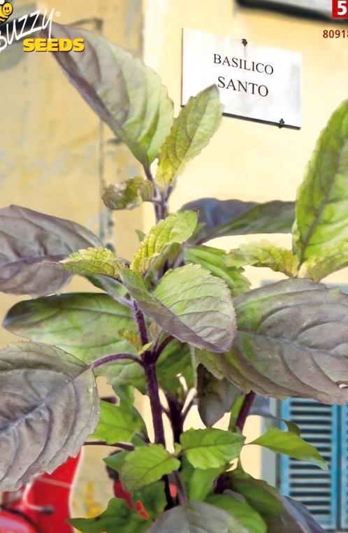 Rode Tulsi Plantjes (Heilige Basilicum)., Tuin en Terras, Planten | Tuinplanten, Eenjarig, Kruiden, Volle zon, Zomer, Ophalen of Verzenden