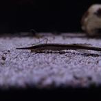 Naaldmeerval - Farlowella acus, Vis, Zoetwatervis, Schoolvis