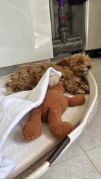 Kleinblijvende maltipoo mini maltezer x poedel, Diensten en Vakmensen, Dieren | Honden | Verzorging, Oppas en Les